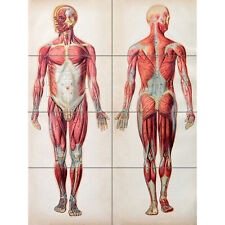 Human Body Anatomy Muscles XL