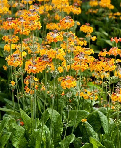 Primula bulleyana - 6,