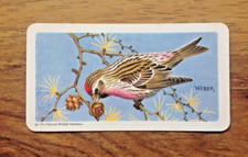 No 7 Common Redpoll Brooke