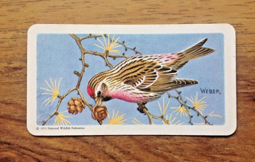 Common redpoll brooke - 7,