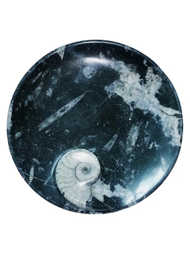 Round orthoceras fossil - orthoceras,