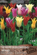 Pack x10 Lily Flowering Tulips