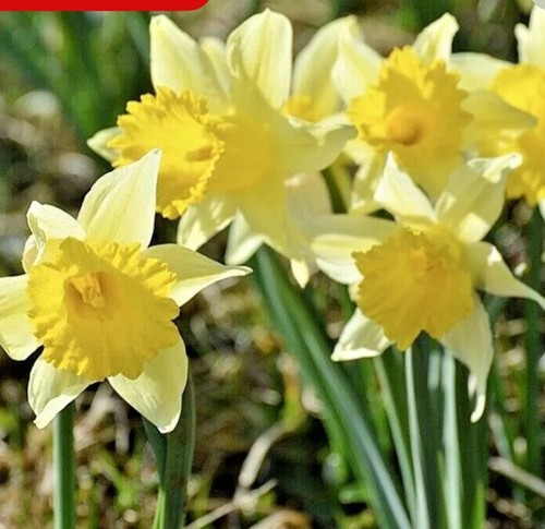 Dwarf flowering daffodil - dwarf,