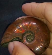 295ct Opalized Ammonite