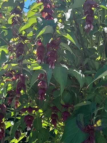 Hymalayan honeysuckle - 1,