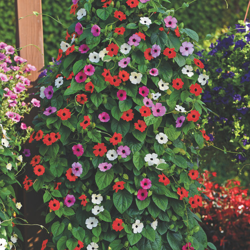 Thunbergia harmony trio black - harmony,
