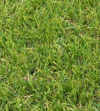 Artificial Grass turf Fake