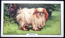 JAPANESE CHIN  Toy Dog  Vintage 1930's Illustrated Card  DE28M