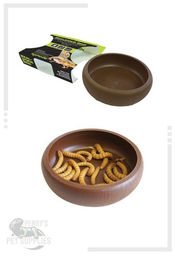Komodo mealworm dish - komodo, reptile