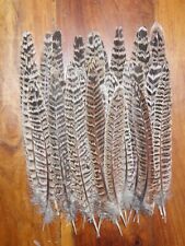 30 HEN PHEASANT TAIL FEATHERS