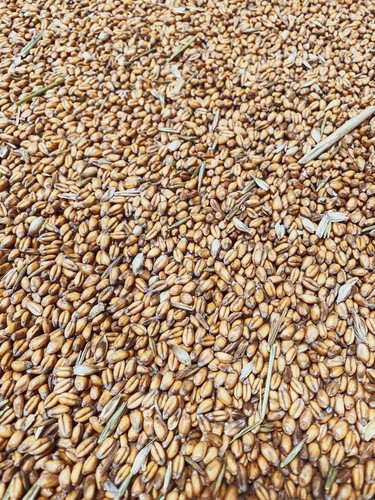 25kg wheat pigeon poultry - 25kg,