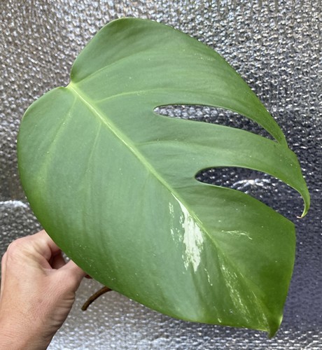Monstera deliciosa albo - monstera, one
