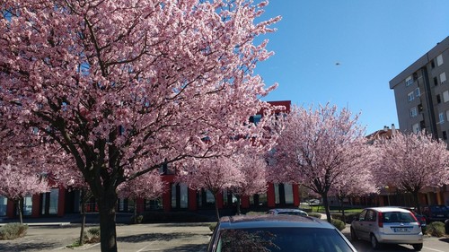 Prunus cerasifera pissardii - prunus,