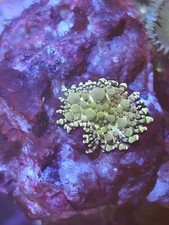 small bounce Mushroom mushroom