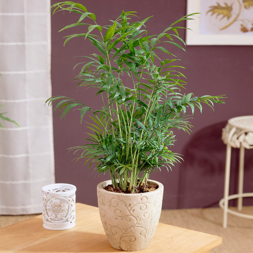 Chamaedorea palm elegans plant - chamaedorea,