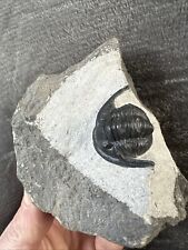 Cornuproetus Trilobite Fossil