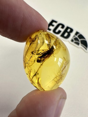 Baltic amber with winged - baltic,