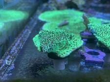 Montipora Live SPS Chilli Pepper Frags Coral Cuttings