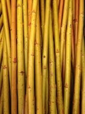 6 x willow cuttings. Salix Alba Vitellina (Golden Willow)  (approx 30cm) FRESH
