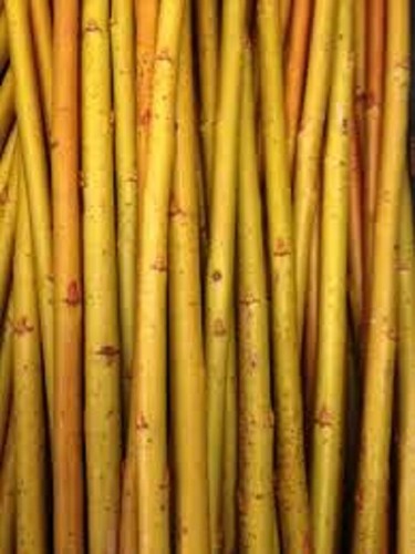 Willow cuttings salix - x,