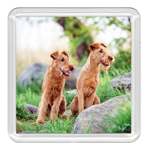Irish terrier dog acrylic - terrier,