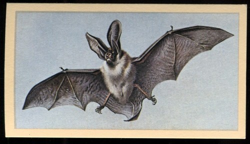 Tobacco card doncella - card,,