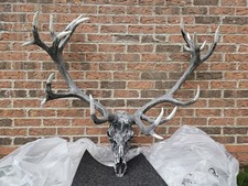 ENGLISH RED DEER STAG SKULL 21