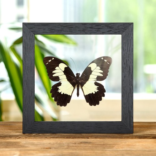 Taxidermy papilio euchenor - euchenor, in