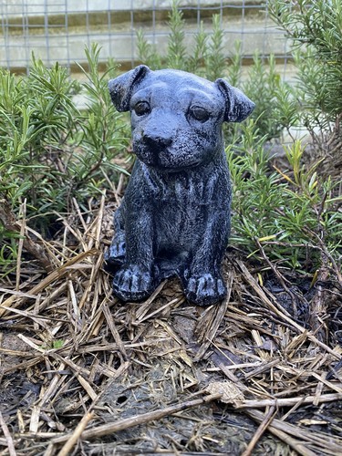 Jack russell pup garden - ,