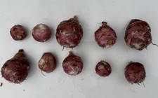 Red Jerusalem Artichokes Dug