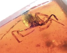 SPIDER HUNTING 4 MOSQUITO 🦟