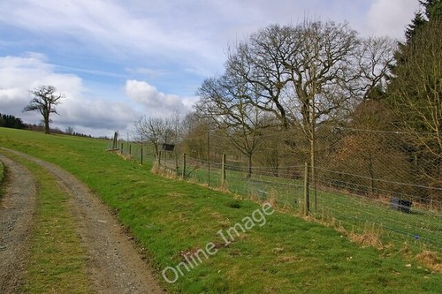 Photo 6x4 pheasant - 6x4, rearing