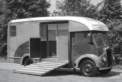 Cv137 the direct horse - direct,