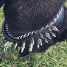 Stylish Spike Leather Dog