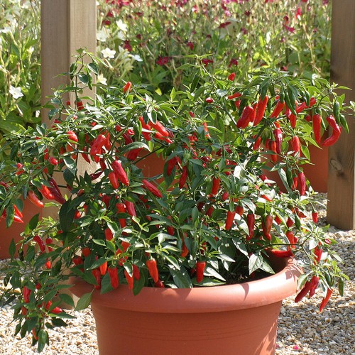 Chilli pepper apache rhs - pepper,