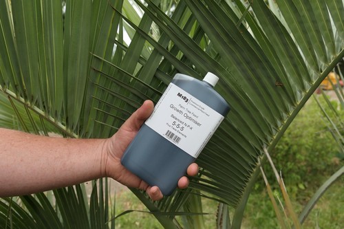 Premium m183 palm tree feed - premium,