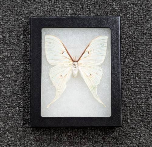 Actias selene indian moon - selene, luna