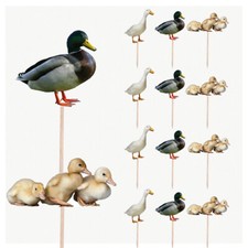 Duck Ducklings Birthday