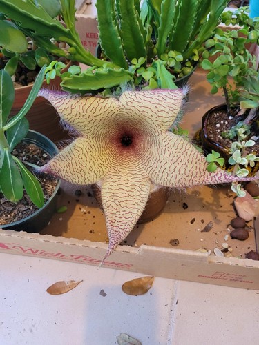 Stapelia gigantea giant - gigantea,