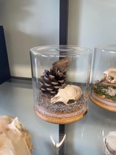 Natural Curio Jar - Real Grey