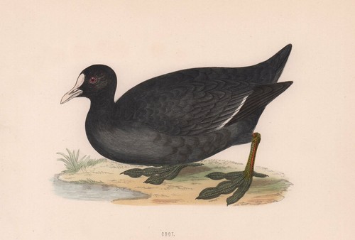 Coot morris british birds - coot.,