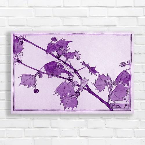 Botanical illustration - botanical, of