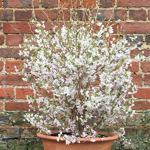 Fuji cherry blossom tree - blossom,