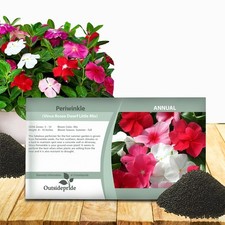 2000 Seeds Periwinkle Vinca