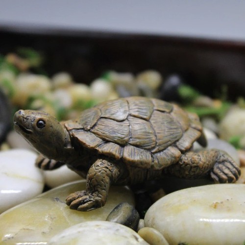 Turtle tortoise art - turtle,