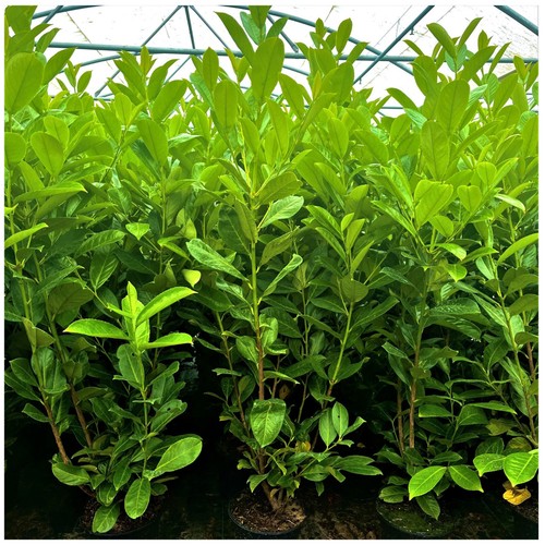 Cherry laurel hedging - cherry,