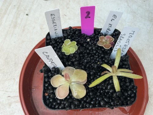 Pinguicula collection 2 - pinguicula, #2