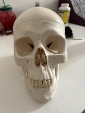 Life Size 1:1 Human Anatomical Skull Model Student Teacher Teaching Skeleton