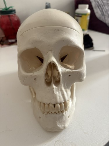 Life size human - size, 1:1