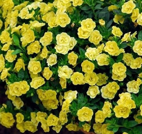 Calibrachoa trailing mini - calibrachoa,